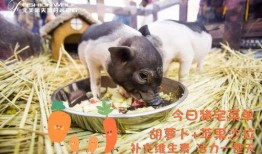 爆料小猪女网红视频